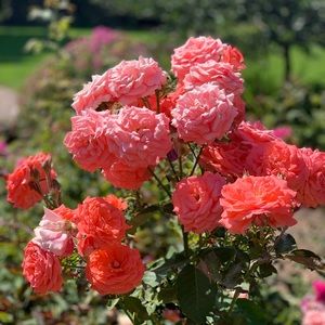 Meet your Posher, Angeli